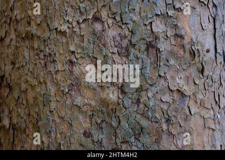 Tree bark texture background photo. Close up view of the tree bark. Stock Photo