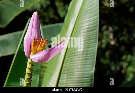 Flowering banana (Musa ornata) on tropical garden Stock Photo