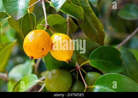 Brazilian exotic fruits, Yellow abiu (Pouteria caimito) Stock Photo