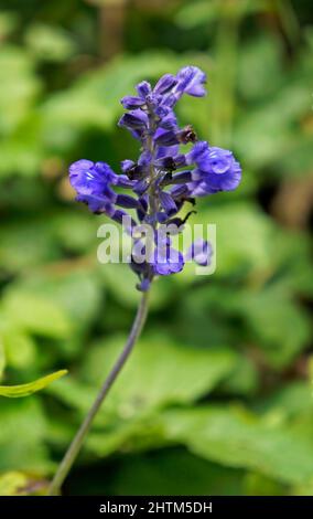 Lavander flowers (Lavandula angustifolia) on garden Stock Photo