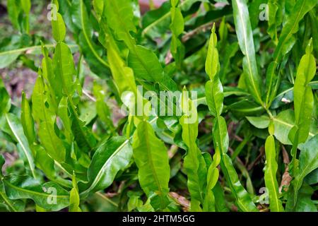 Medicinal plant on garden (Baccharis crispa) Stock Photo
