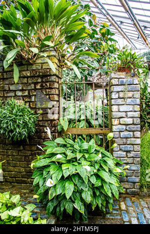 Montreal, Canada - Feb. 20 2022: Orchid flower garden in Botanic garden of Montreal Stock Photo