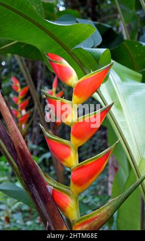 Heliconia flower (Heliconia wagneriana) on tropical rainforest Stock Photo