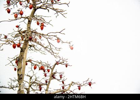 Montreal, Canada - Feb. 20 2022: Bonsai trees in Botanic garden of Montreal Stock Photo