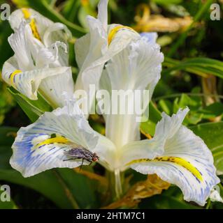 Close up of White bearded iris flower, with purple and yellow accent colors Stock Photo