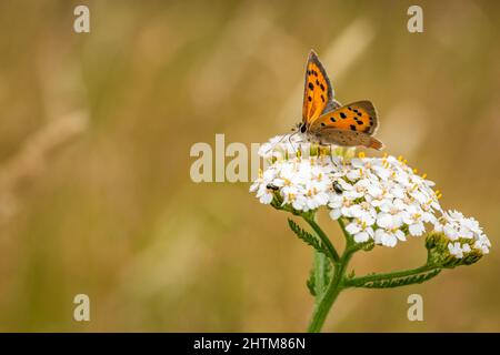 Small copper butterfly at nature reserve Stock Photo