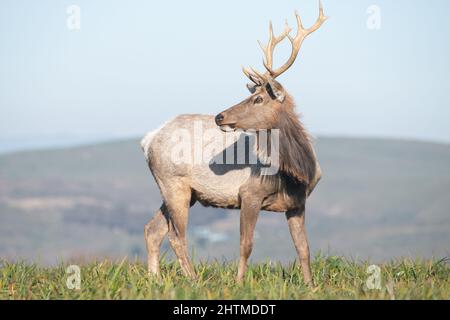 A young male tule elk (Cervus canadensis nannodes) with antlers at the Tomales Point elk reserve in Point Reyes National Seashore, California, USA. Stock Photo