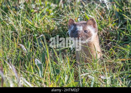 A long-tailed weasel (Neogale frenata), a mustelid native to North America, in Point Reyes National Seashore in California. Stock Photo