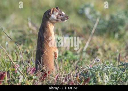 A long-tailed weasel (Neogale frenata), a mustelid native to North America, in Point Reyes National Seashore in California. Stock Photo