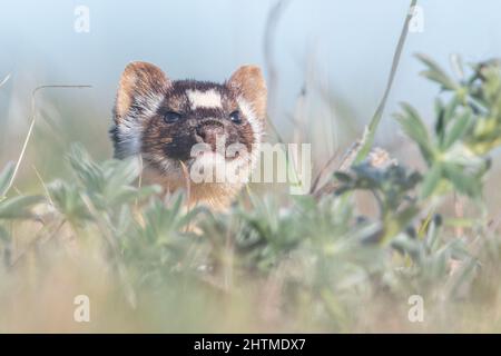 A long-tailed weasel (Neogale frenata), a mustelid native to North America, in Point Reyes National Seashore in California. Stock Photo