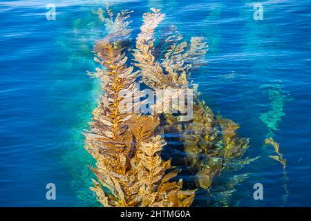 Air bladders struggle in a tidal current to lift strands of giant kelp, Macrocystis pyrifera, toward the surface off Santa Barbara Island, California, Stock Photo