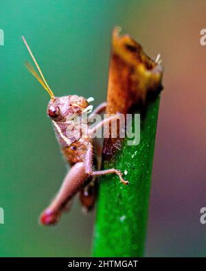 Macro image of a grasshopper in the Amazon jungle inside the Madidi National Park, Rurrenabaque in Bolivia. Stock Photo