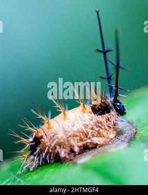 Macro image of a colorful and exotic caterpillar in the Amazon jungle inside the Madidi National Park, Rurrenabaque in Bolivia. Stock Photo