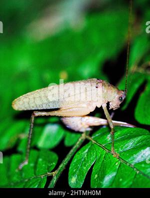 Macro image of a colorful grasshopper in the Amazon jungle inside the Madidi National Park, Rurrenabaque in Bolivia. Stock Photo