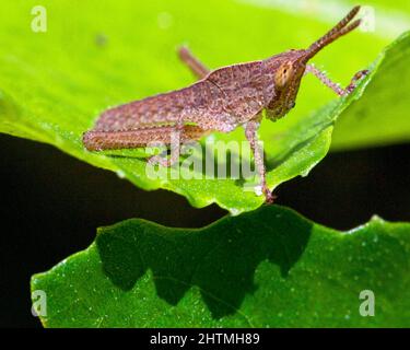 Macro image of a grasshopper in the Amazon jungle inside the Madidi National Park, Rurrenabaque in Bolivia. Stock Photo