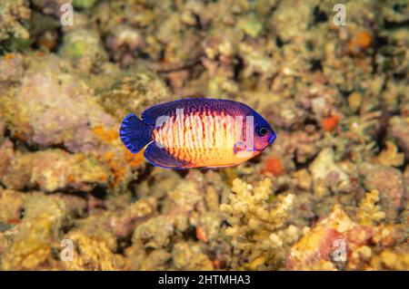 The coral beauty angelfish, Centropyge bispinosa, is also known as the Dusky Angel and Twospined Angelfish, is part of the family of pygmy angels, Ind Stock Photo