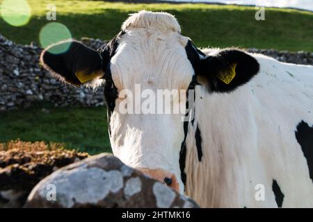 Closeup of a nosey black and white cow behind a wall looking straight at the camera. Aysgarth, Yorkshire Dales, UK Stock Photo