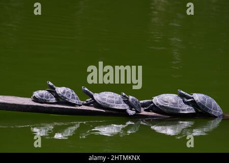 Yellow spotted river turtle (Podocnemis unifilis), group of taricaya turtles basking in the sun perched on a log inside the lagoon. Stock Photo