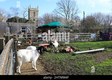 Winter sunshine at Stepney City Farm as the goats entertain visitors, in east London, UK Stock Photo