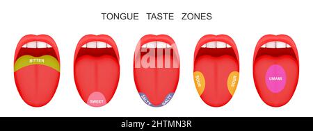 Open mouthes with sticking out tongues demonstrating bitter, sour, sweet, salty, umami flavor zones. False theory of human taste buds. Vector cartoon illustration Stock Vector