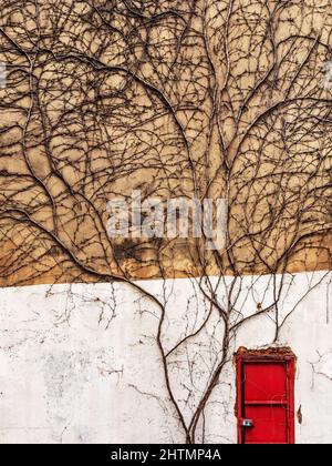 Minimalism. A bright red lonely door on a large old wall covered with ivy. France Stock Photo