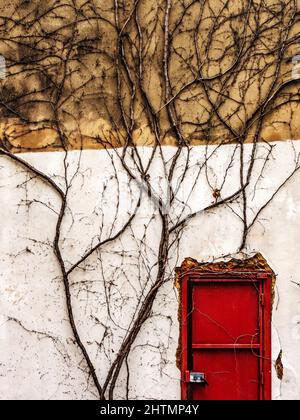 Minimalism. A bright red lonely door on a large old wall covered with ivy. France Stock Photo