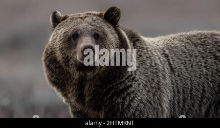 Grizzly Bear in Grand Teton National Park Stock Photo