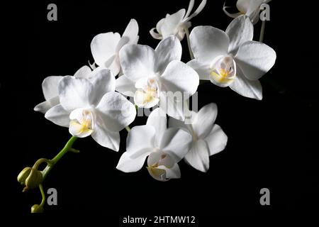 a white orchid flower on a dark background Stock Photo