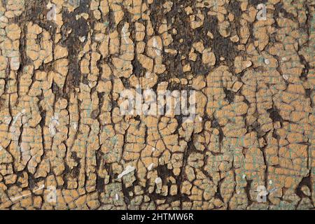 Wooden surface with cracked, peeling and fading tan and blue paint. Stock Photo