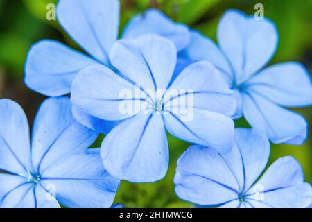 Blue plumbago a.k.a. cape leadwort (Plumbago auriculata) - Pembroke Pines, Florida, USA Stock Photo