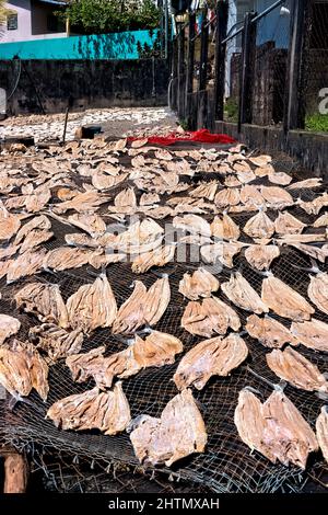 Fish drying near the pier, Livingston, Guatemala Stock Photo
