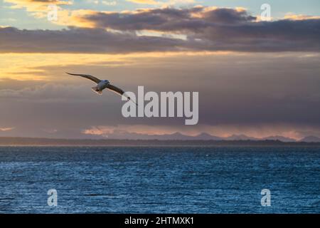 Gull in flight, Semiahmoo Bay, White Rock, British Columbia, Canada Stock Photo