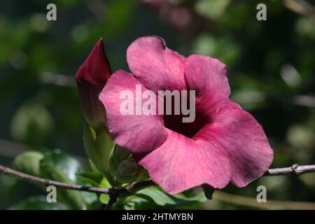 CLOSE-UP OF ALLAMANDA BLANCHETII SYN. VIOLAEA COMMONLY KNOWN AS PURPLE OR VIOLET ALLAMANDA. ALSO CALLED RED BELL. Stock Photo