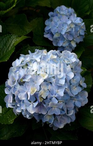 PALE BLUE BIG LEAF HYDRANGEA FLOWERS Stock Photo