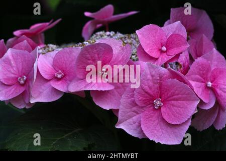 CLOSE-UP OF A PINK LACECAP HYDRANGEA MACROPHYLLA FLOWER. Stock Photo