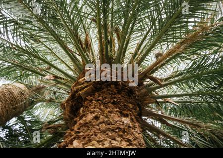beautiful palm tree seen from below. coconuts tree Stock Photo