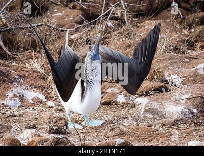Blue-footed boby birds perform their mating dance, North Seymour, Galapagos, Ecuador Stock Photo