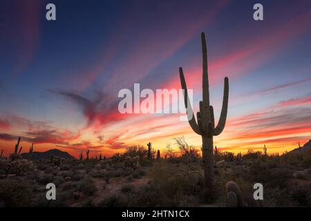Saguaro cactus and Sonoran Desert landscape at sunset in Phoenix, Arizona, USA Stock Photo