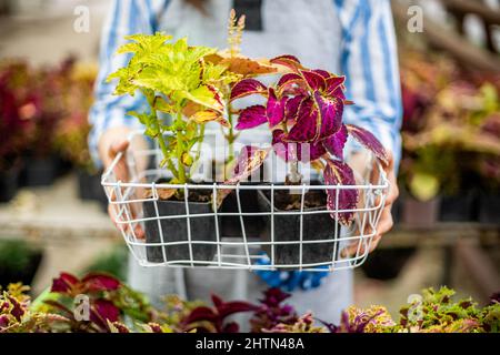 Closeup female agronomist hands holding box with fresh natural blossom flowers multicolored leaves Stock Photo