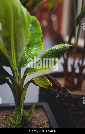 banana plant with raindrops on its leaves shot in tropical backyard at shallow depth of field Stock Photo
