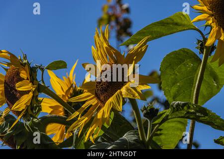 Flowers Floral Gardening Large Sunflowers In Garden Stock Photo Alamy flowers-floral-gardening-large-sunflowers-in-garden-stock-photo-alamy
