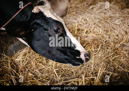 Cow Feeding Grazing Grass in Dairy Cattle Farm, Business Livestock and Agriculture Entrepreneur. Dairy Farming Stock Photo