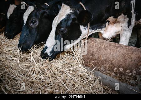 Cow Feeding Grazing Grass in Dairy Cattle Farm, Business Livestock and Agriculture Entrepreneur. Dairy Farming Stock Photo