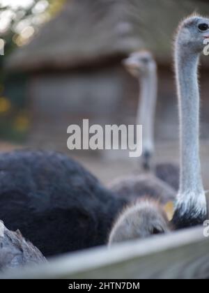 Ostriches walking around an animal farm enclosure Stock Photo