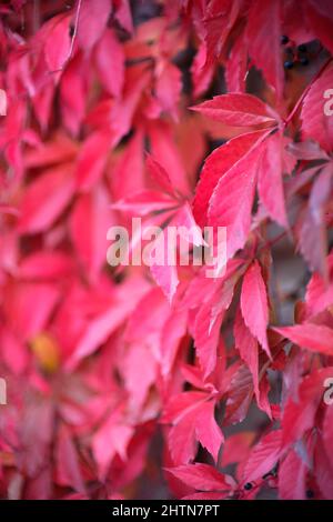 Wallpaper of red-colored leaves of a climbing plant Stock Photo