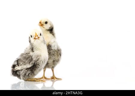 silver Sebright bantam hen isolated on white. Stock Photo