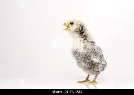 silver Sebright bantam hen isolated on white. Stock Photo