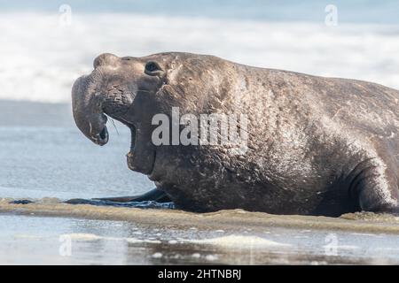 A male bull northern elephant seal (Mirounga angustirostris) roaring on Drakes Beach in Point Reyes California - the bellowing signals his dominance. Stock Photo