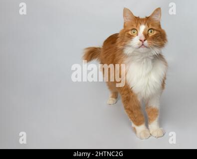 cute orange and white cat standing to the right Stock Photo