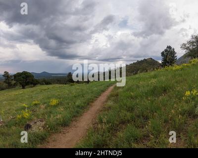 Worn hiking trail going through a grassy field leading to forest and mountains on a stormy day. Stock Photo